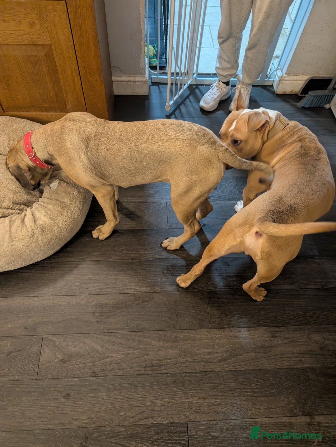 Cane Corso dogs for sale: Cane corso 7 months old  - Image 2