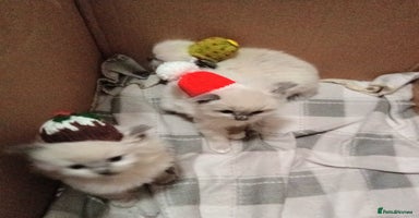 Ragdoll cats 🎅🎁🎄 RAGDOLL KITTENS 100% PUREBRED STOKE 🎄🎁🎅 - Advert 4