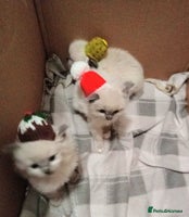 Ragdoll cats 🎅🎁🎄 RAGDOLL KITTENS 100% PUREBRED STOKE 🎄🎁🎅 - Advert 4