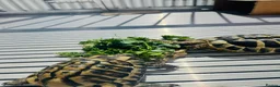 Hermann Tortoise reptiles for sale: 2 Hermann tortoise  - Advert 2