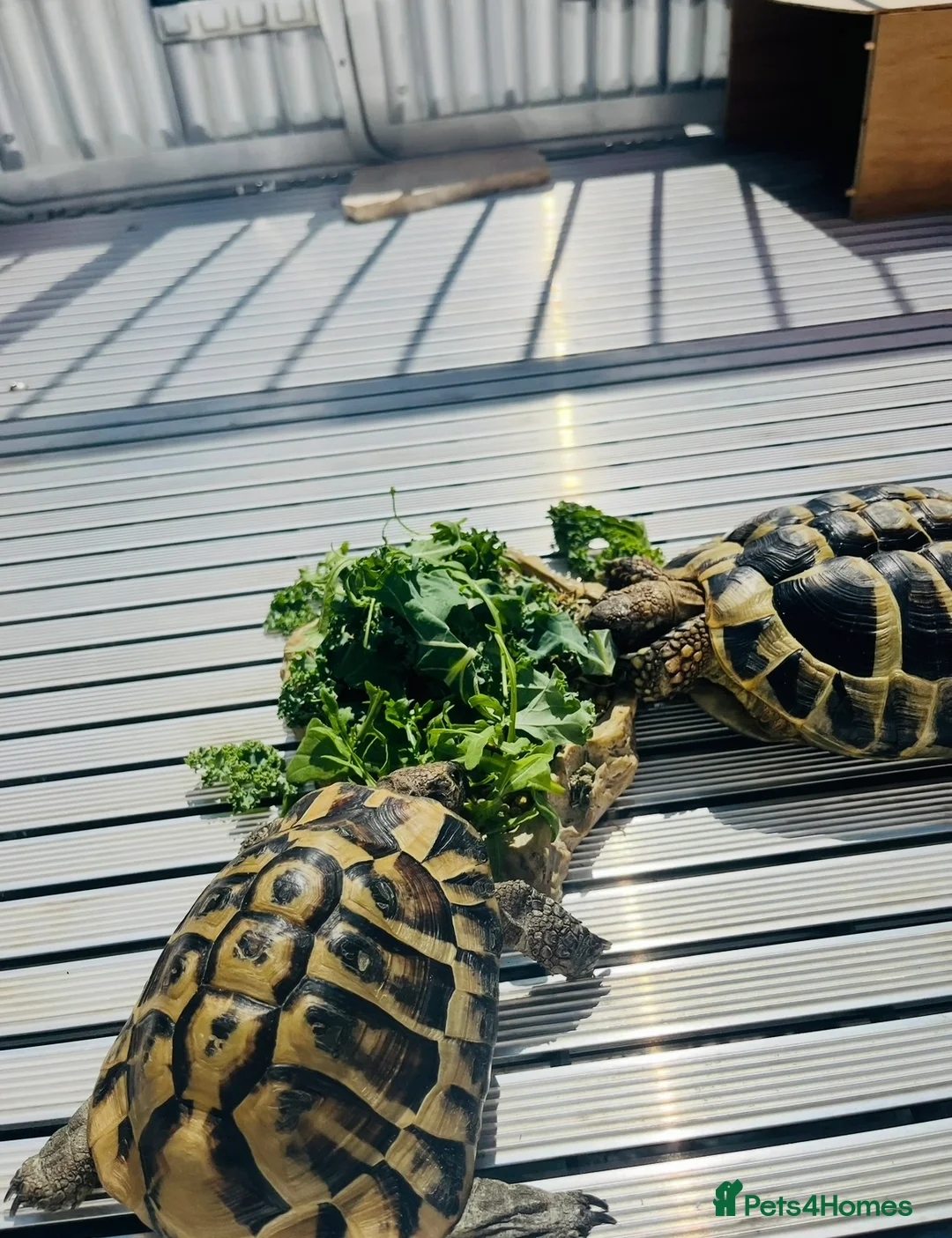 Hermann Tortoise reptiles for sale: 2 Hermann tortoise  - Advert 2