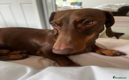 Dachshund dogs for stud: Stud - LONG HAIRED BLONDE ONLY - Image 5