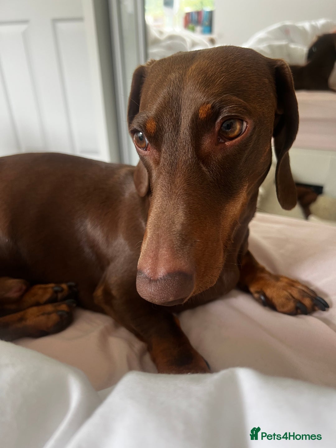 Dachshund dogs for stud: Stud - LONG HAIRED BLONDE ONLY - Image 5