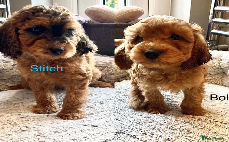 Cockapoo dogs - Advert 3