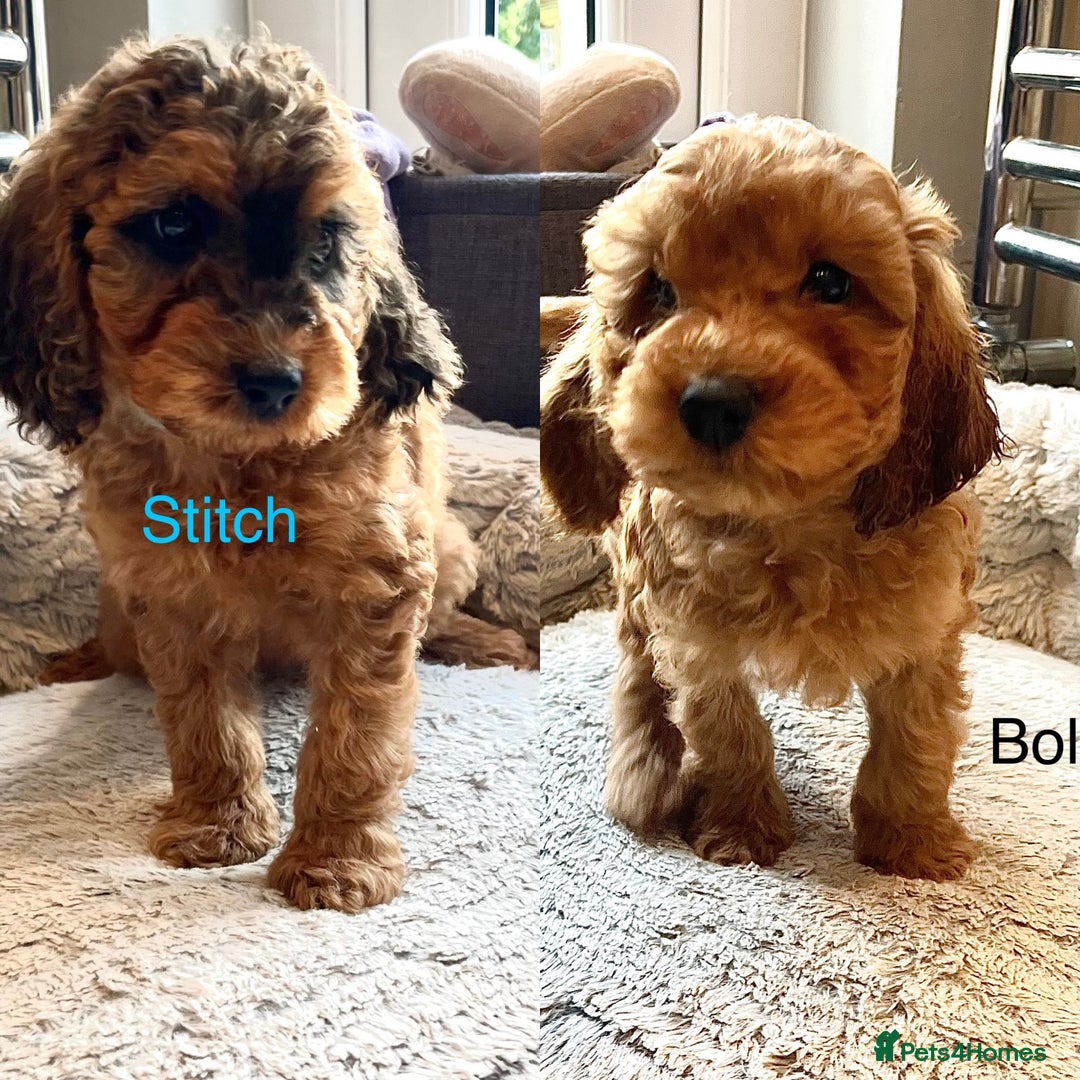 Cockapoo dogs for sale: F2B Red Cockapoos **BOTH PARENTS DNA CLEAR** - Image 1