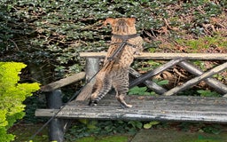 Savannah cats for sale: Savannah F4 girl kittens - Image 21