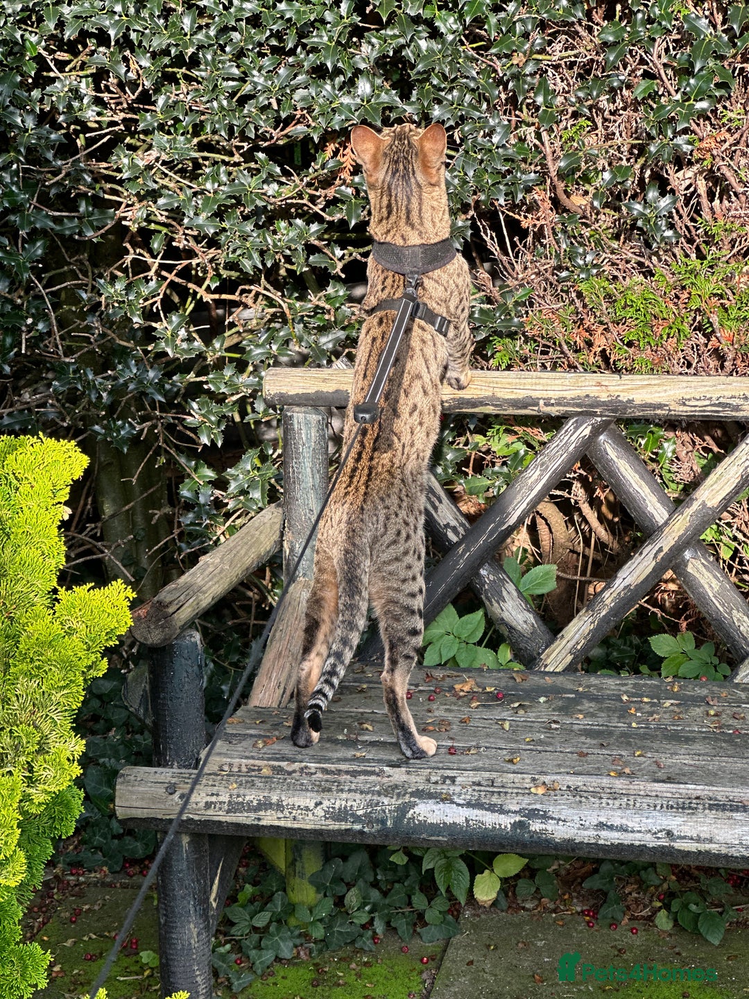 Savannah cats for sale: Savannah F4 girl kittens - Image 21