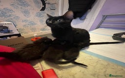Bombay cats for sale: Baby boy kitten  - Image 5
