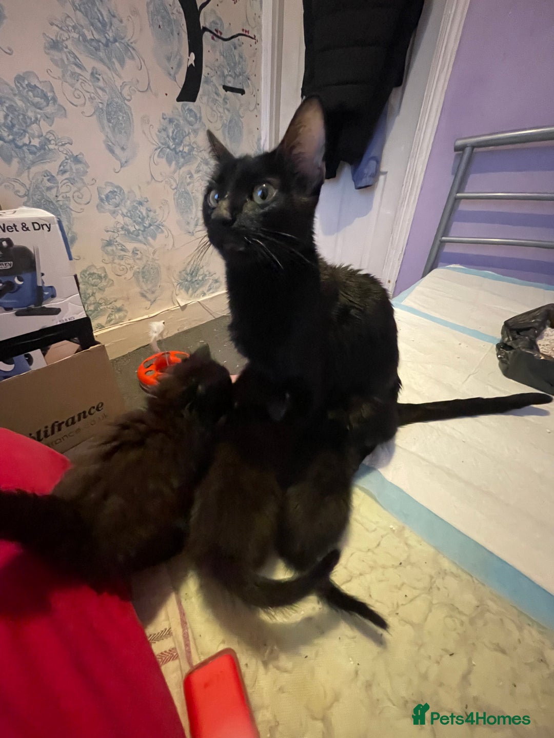 Bombay cats for sale: Baby boy kitten  - Image 5