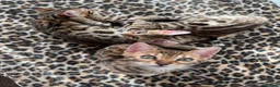 Bengal cats for sale: Bengal kittens - Advert 7