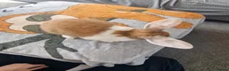 Mixed Breed rabbits for sale: Bunnies - lop/rex mix - Advert 6