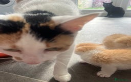 Mixed Breed cats for sale: Gorgeous ginger males  - Image 9