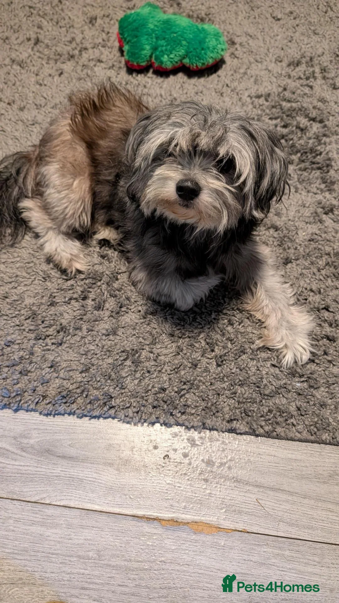 Shih Tzu dogs for sale: Beautiful male cross breed  in Harlow - Advert 2