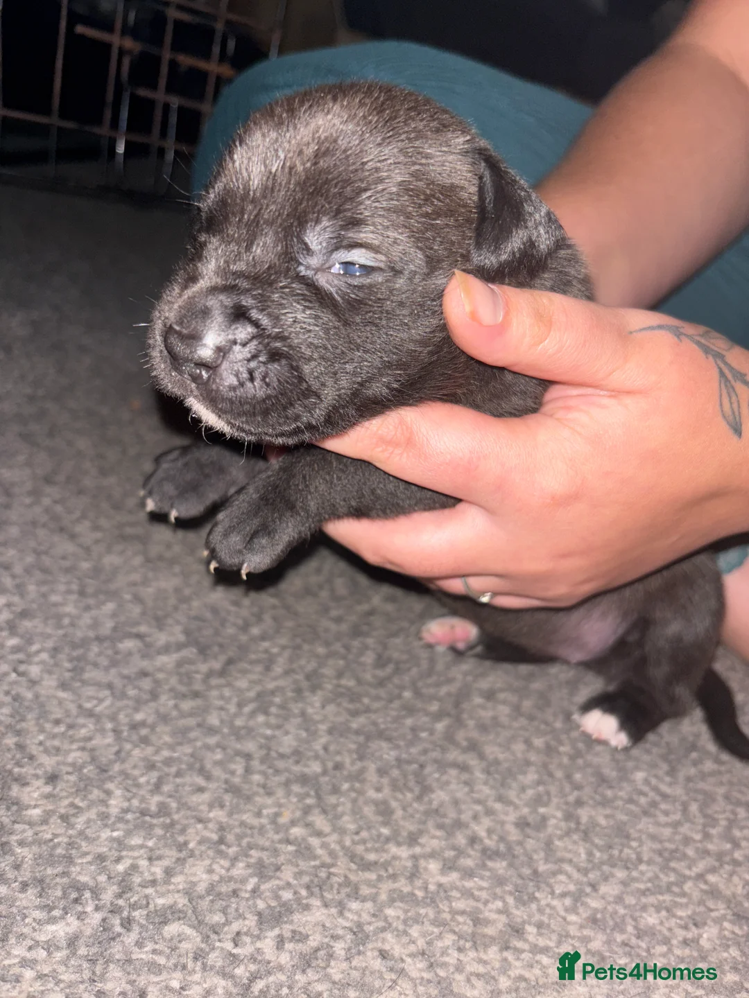 Mixed Breed dogs for sale: American staffie x Akita puppies - Advert 2