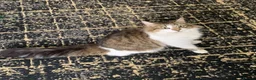 Mixed Breed cats for sale: Beautiful kitten  - Advert 1