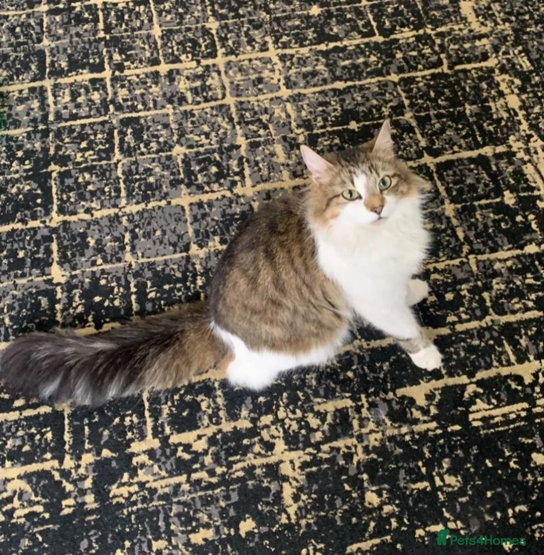 Mixed Breed cats for sale: Beautiful kitten  - Advert 1