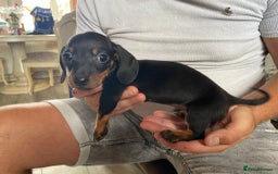 Miniature Dachshund dogs for sale: miniature dachshund  - Image 6