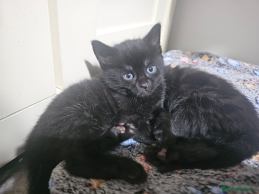 Mixed Breed cats for sale: Kittens  - Advert 2