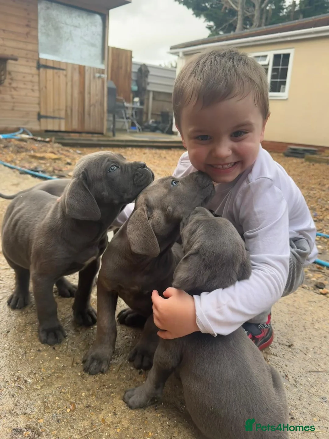 Cane Corso dogs for sale: Cane Corso puppy’s, 1 BOY LEFT AND 2 GIRLS - Advert 13