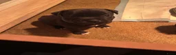 Staffordshire Bull Terrier dogs for sale: Beautiful Staffordshire bull terrier boy - Advert 11