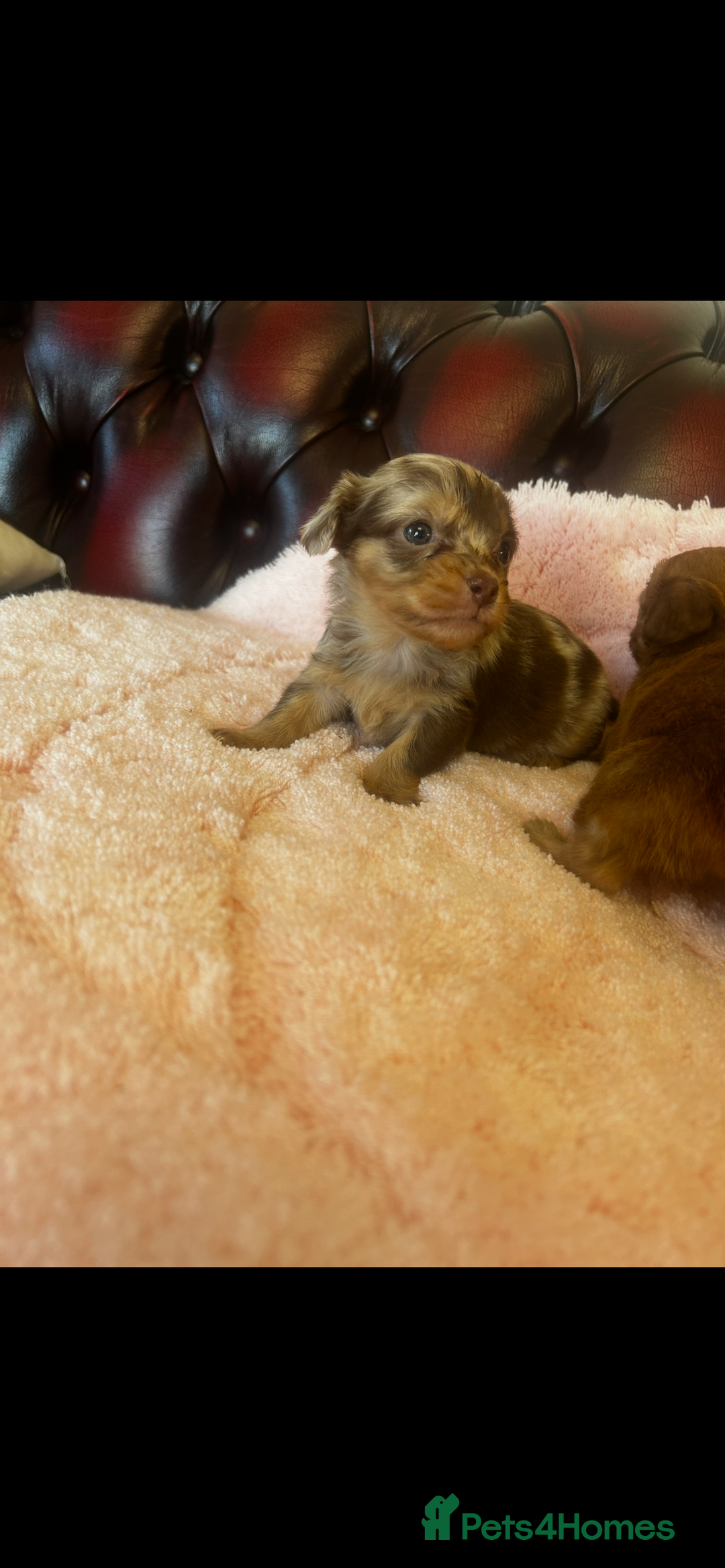 Miniature Dachshund dogs for sale: Miniature dachshund puppies - Advert 3