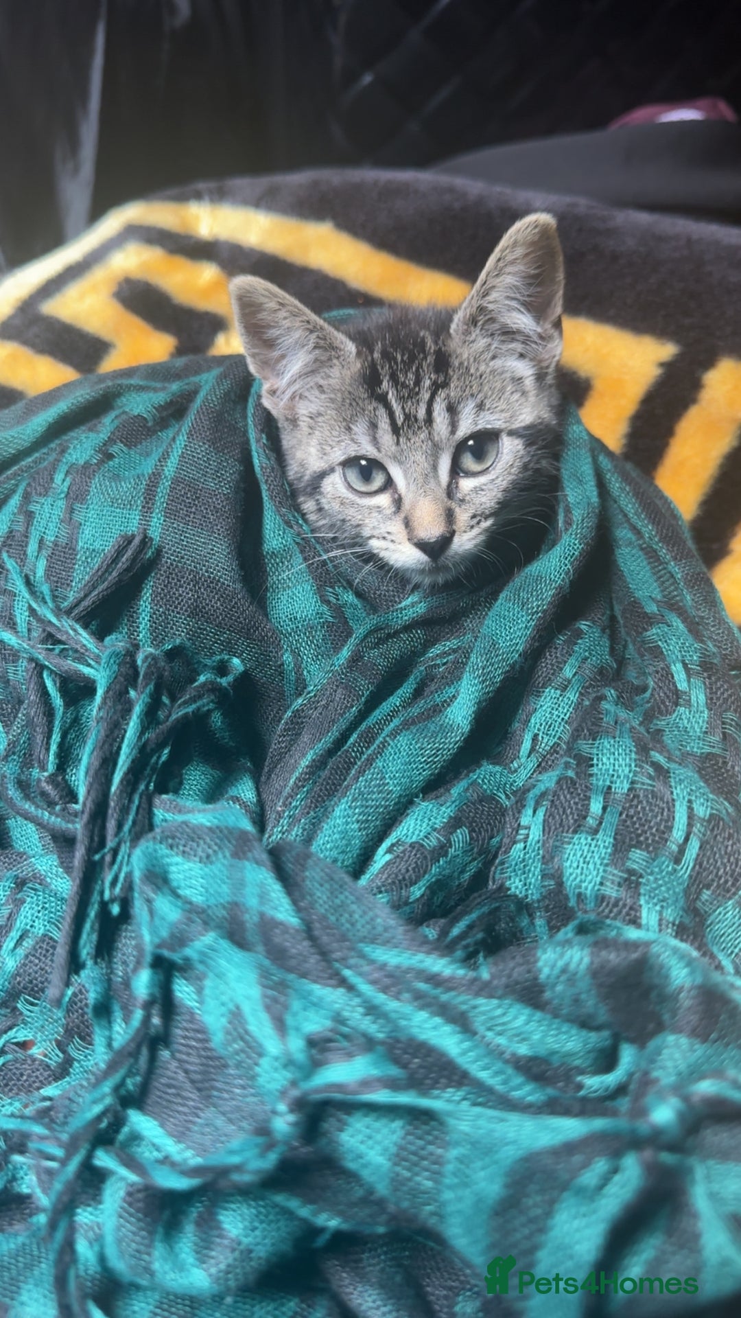 British Shorthair cats for sale: british shorthair tabby kitten - Image 2