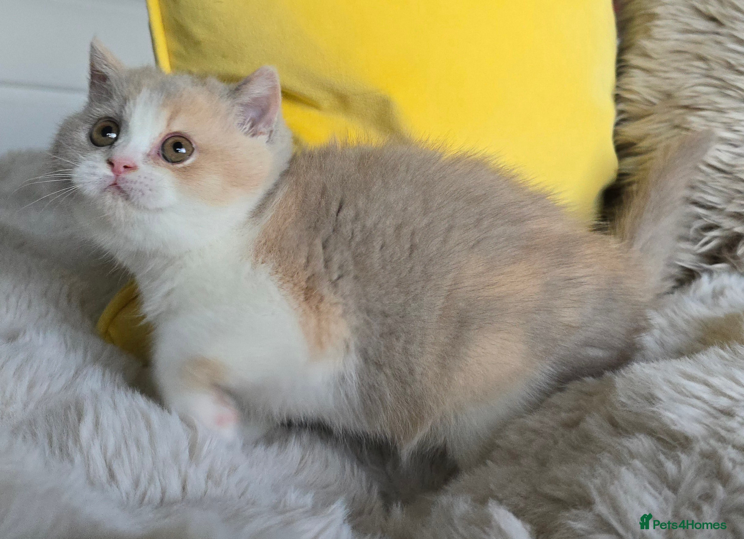 British Shorthair cats Stunning British Shorthair Kittens  - Advert 6