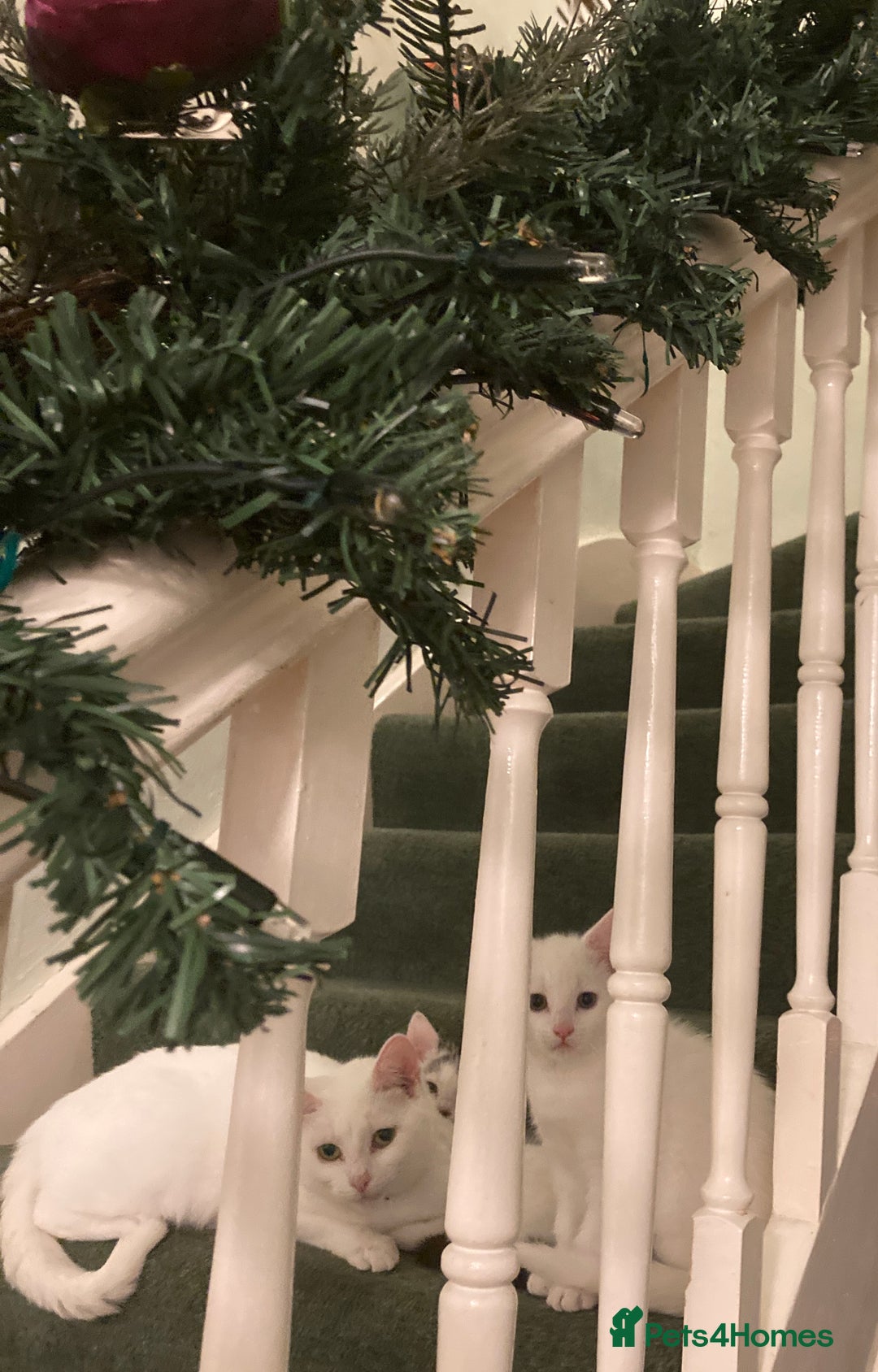 Turkish Van cats for sale: Gorgeous Turkish Van kitten - Advert 5