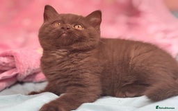 British Shorthair cats for sale: Chocolate solid Ticked boy CH parents  - Image 4