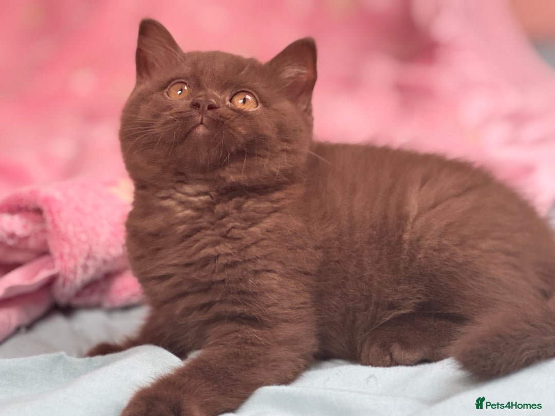British Shorthair cats for sale: Chocolate solid Ticked boy CH parents  - Image 4