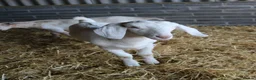 Goats livestock for sale: 6‑Month‑old Wether Goats for Sale - Advert 3