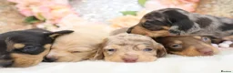 Miniature Dachshund dogs for sale: KC Miniature Dachshund Puppies - Advert 25