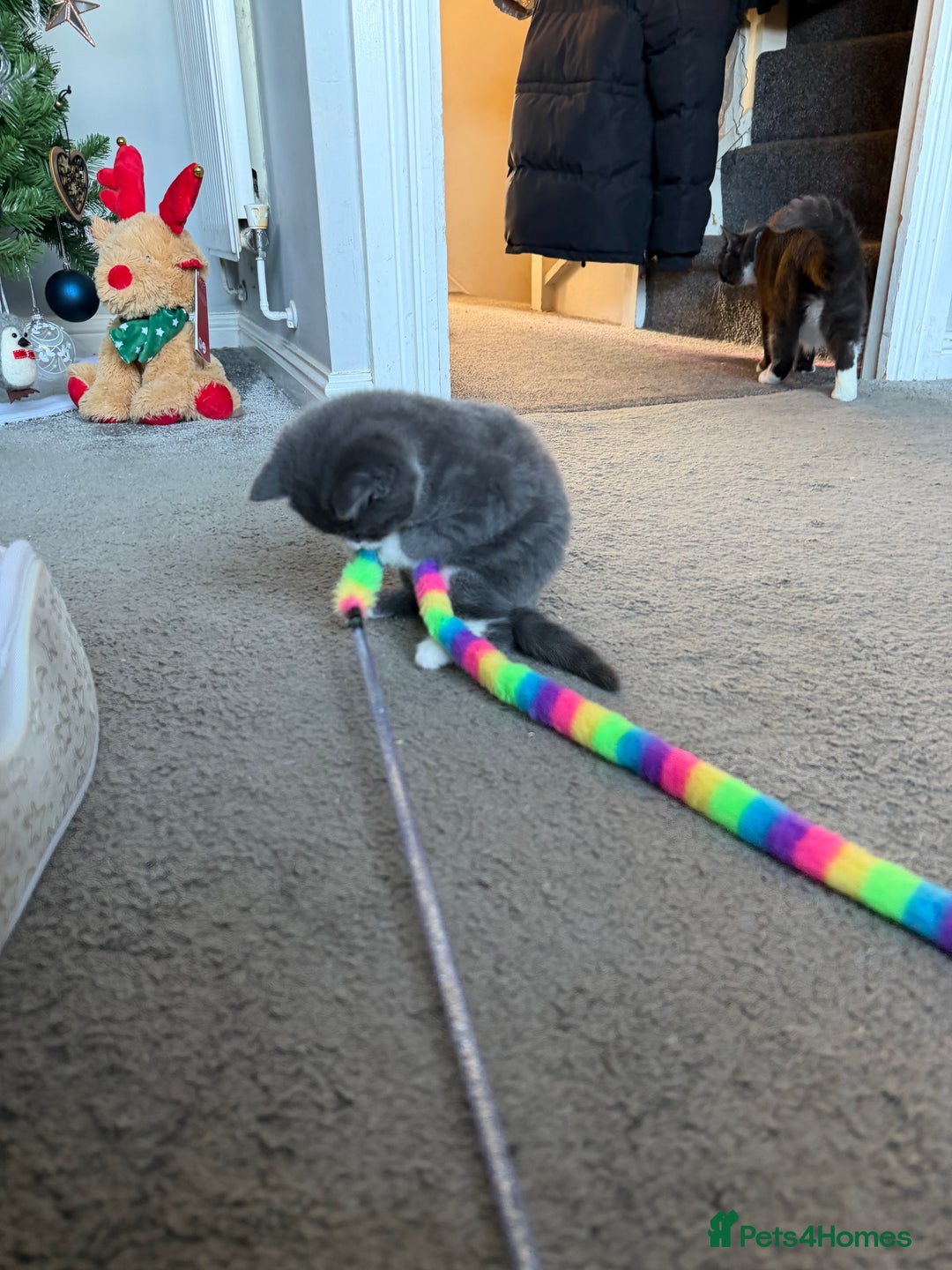 British Shorthair cats for sale: Two beautiful bi colour girls ready for new homes  - Advert 10