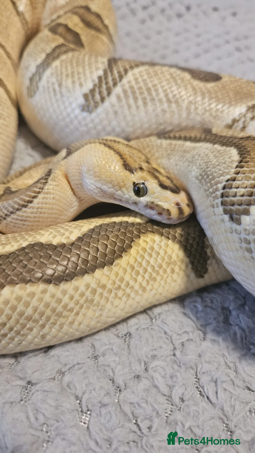 Python Snake reptiles for sale: Royal Python Fire Enchi Clown Male 2022 - Advert 4