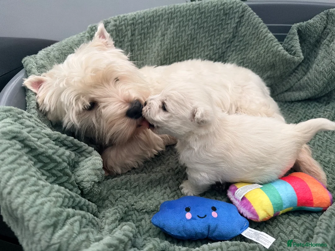 West Highland Terrier dogs for sale: Georges Westie puppy boy in Spalding - Advert 1