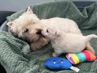 West Highland Terrier dogs Georges Westie puppy boy - Advert 2