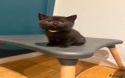 Scottish Fold cats for sale: Scottish Fold Kittens  - Image 7