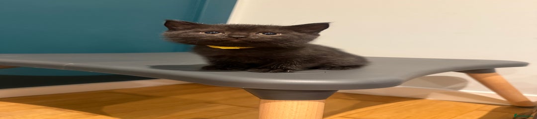 Yellow Scottish Straight Kitten