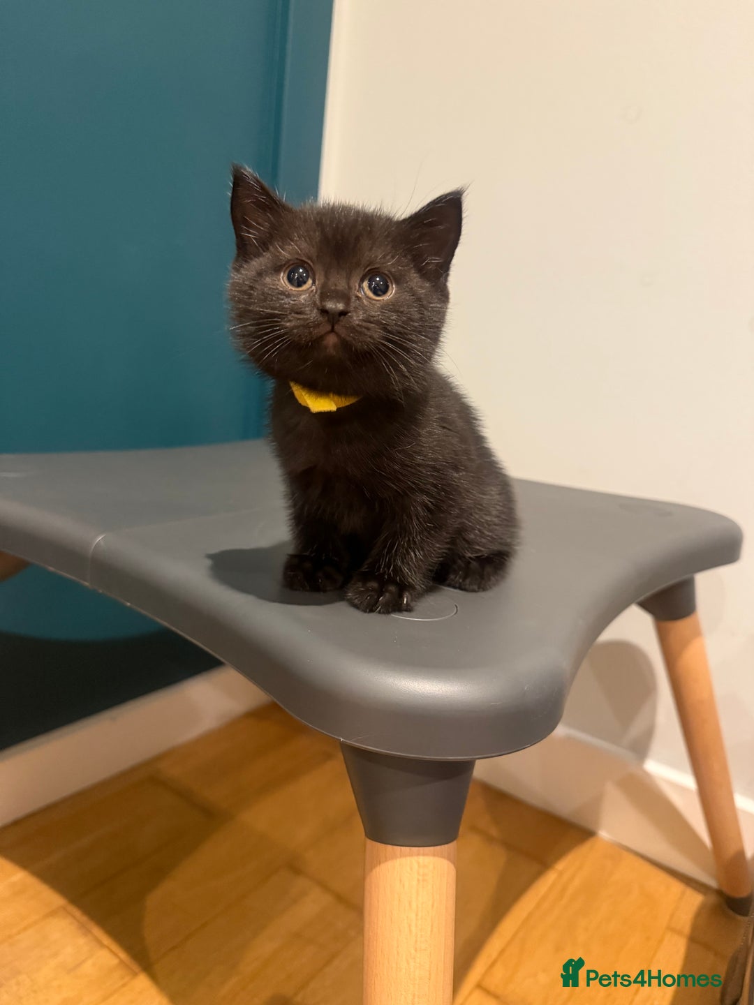 Scottish Fold cats for sale: Scottish Fold Kittens  - Image 7