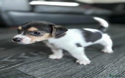 Jack Russell dogs for sale: Beautiful litter of Jack Russell pups - Image 5