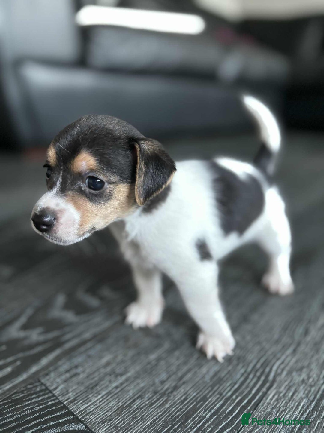 Jack Russell dogs for sale: Beautiful litter of Jack Russell pups - Image 5