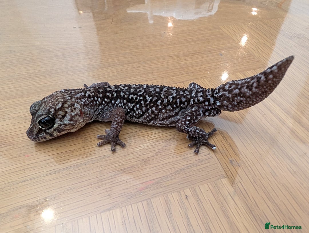 Gecko reptiles for sale: Gecko - Advert 16