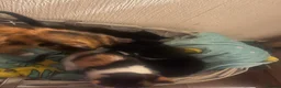 Mixed Breed cats for sale: I have 4 beautiful little kittens  - Advert 2