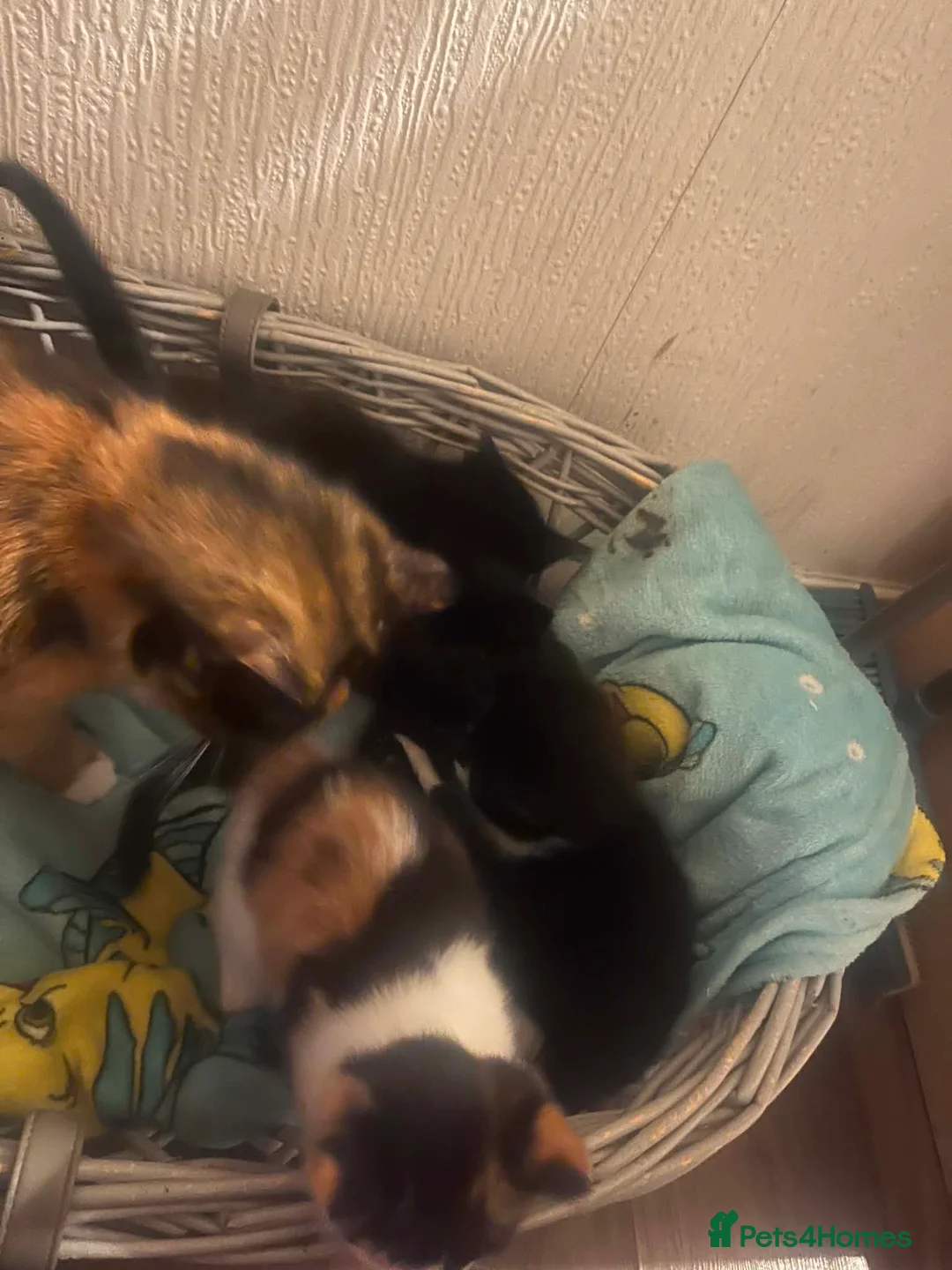 Mixed Breed cats for sale: I have 4 beautiful little kittens  - Advert 2