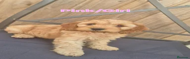 Cockapoo 1 (Pink)