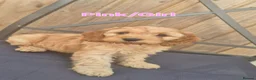 Cockapoo dogs for sale: F1 Cockapoo Puppies - Advert 15