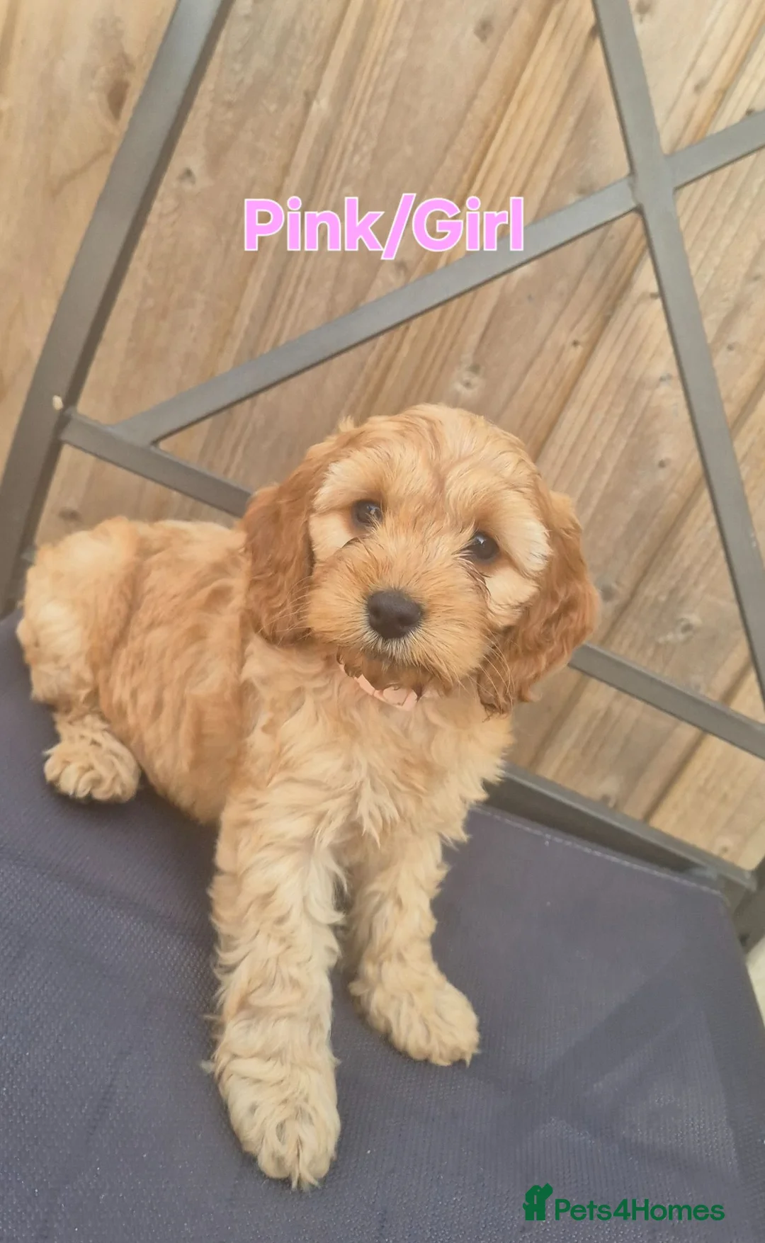 Cockapoo dogs for sale: F1 Cockapoo Puppies - Advert 15