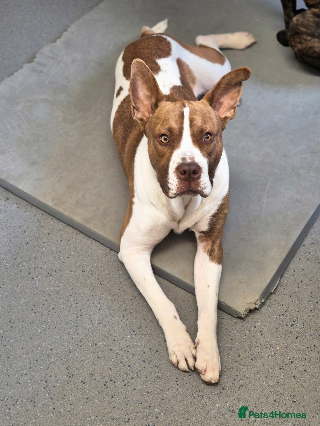 Mixed Breed dogs for sale: MALE FOR REHOMING - Image 12