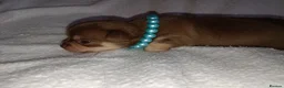 Chihuahua dogs for sale: Apple head Chihuahua puppies for sale!! 🐕 - Advert 8