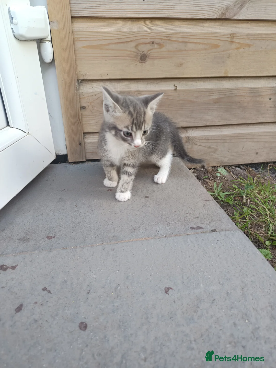 Mixed Breed cats for sale: Ready for a new owner. - Advert 13